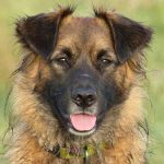 ehrlichiose chez le chien