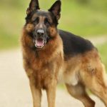 hernie discale chez le chien