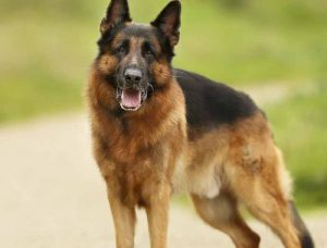 hernie discale chez le chien