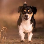 mon chien a peur des autres chiens