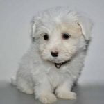 apprendre à manipuler un chiot