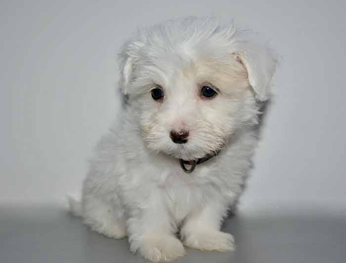 Rendre son chiot propre 20 conseils pratiques