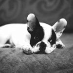 occuper un chien seul