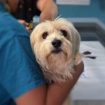 chien calme chez le vétérinaire