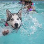 apprendre à nager à son chien