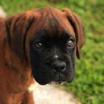 éduquer son chien sans nourriture