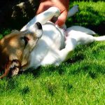 maladie de lyme du chien