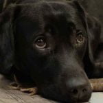 chien qui n'est plus propre