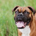 mon chien respire fort