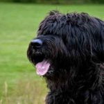 souffle au coeur chez le chien