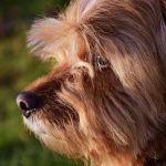 syndrome vestibulaire du chien