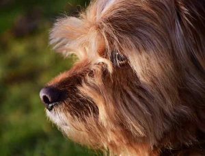 syndrome vestibulaire du chien