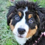 trouver un éducateur canin