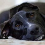 aider un chien à faire son deuil