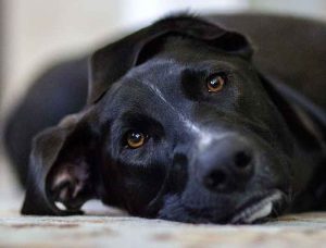 aider un chien à faire son deuil