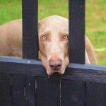 chien agressif avec le facteur