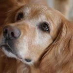 hypothyroïdie du chien