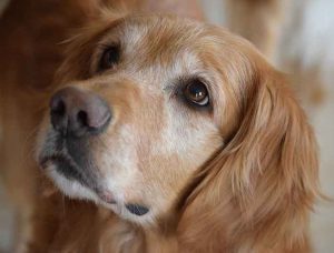 hypothyroïdie du chien