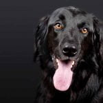 mon chien respire vite