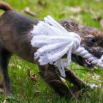 mordillement du chiot