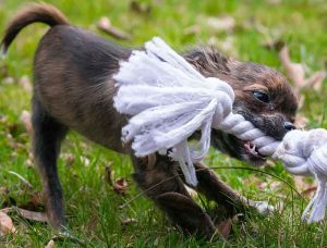 mordillement du chiot