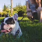 mieux communiquer avec son chien