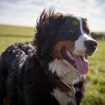 rendre un chien heureux