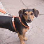 mon chien aboie sur les gens