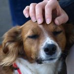 chien qui n'aime pas les caresses