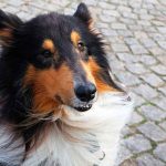 apprendre touche à son chien