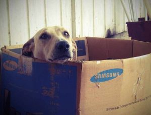 déménager avec son chien