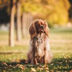 chiot qui ne fait pas ses besoins dehors