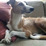 Iggy le petit chien décédé dans l'attaque terroriste de Stockholm