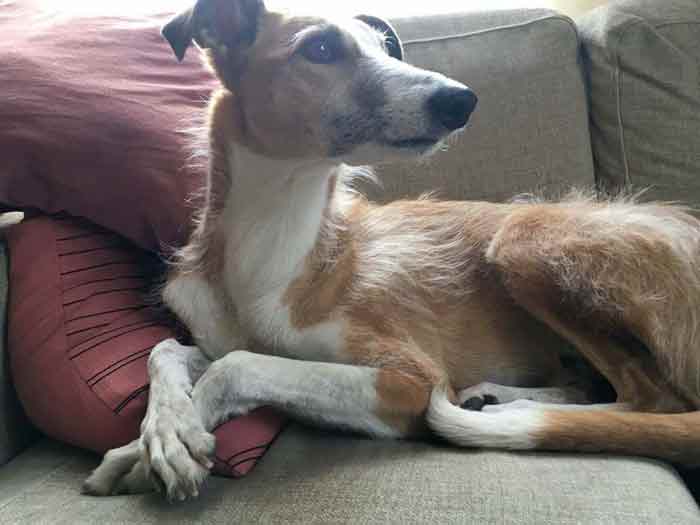 Iggy le petit chien décédé dans l'attaque terroriste de Stockholm