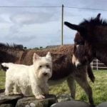 Jack Buster et Jill sont amis