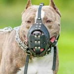 American Staffordshire Terrier