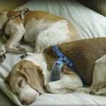 Monkey's House, un havre de paix pour des chiens malades en phase terminale