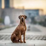 Vivre en ville avec son chien