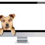 Le chien, nouvelle star du web?