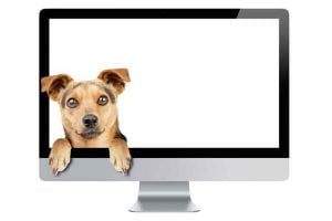 Le chien, nouvelle star du web?