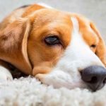 Un chien ressent les émotions négatives