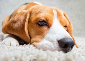 Un chien ressent les émotions négatives