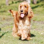 mon chien est turbulent