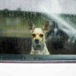 Un chien laissé enfermé dans une voiture