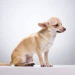 Un chihuahua maltraité