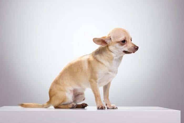 Un chihuahua maltraité