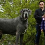 Un dogue allemand géant