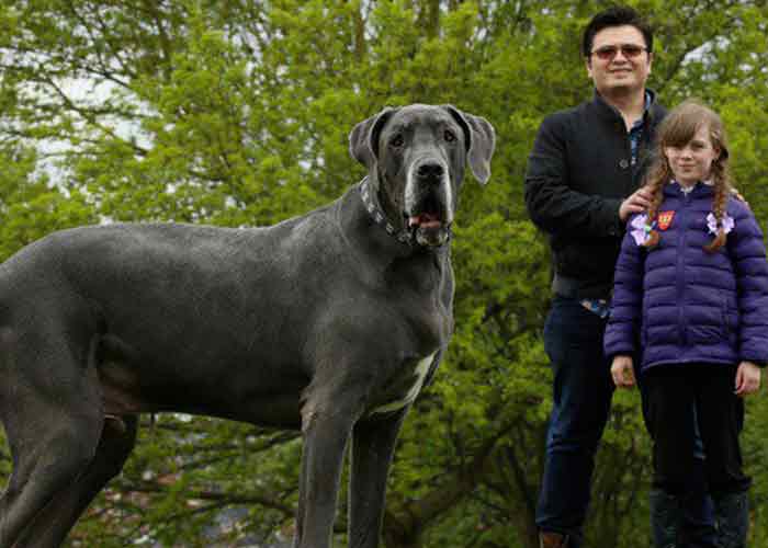 Un dogue allemand géant