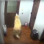 Le chien General ouvre les portes pour s'évader