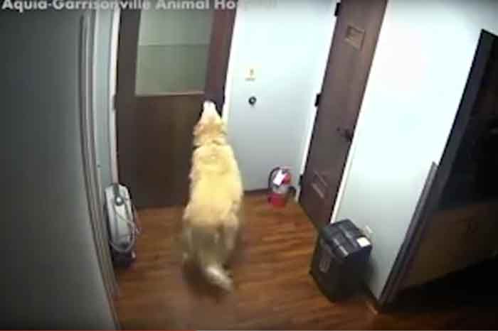 Le chien General ouvre les portes pour s'évader